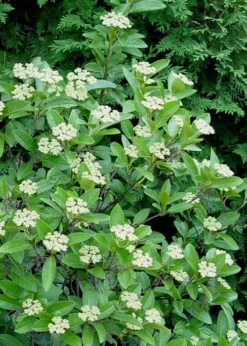 Winterthur Viburnum - 3 Gallon Pot 15 Winterthur Viburnum - 3 Gallon Pot -Plants Sales Store Viburnum Winterthur 7 1