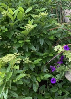 Winterthur Viburnum - 3 Gallon Pot 14 Winterthur Viburnum - 3 Gallon Pot -Plants Sales Store Viburnum Winterthur 9 1