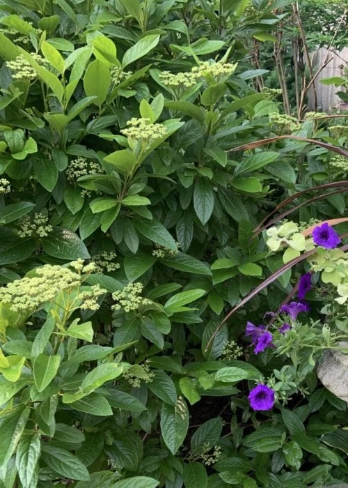 Winterthur Viburnum - 3 Gallon Pot 7 Winterthur Viburnum - 3 Gallon Pot - Image 7