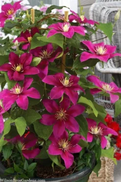 Acropolis Clematis - 1 Gallon Pot -Plants Sales Store clematis acropolis 7
