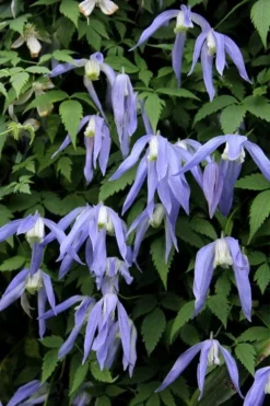 Blue Dancer Clematis - 1 Gallon Pot -Plants Sales Store clematis alpina blue dancer 3