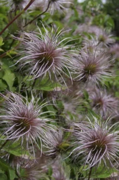 Blue Dancer Clematis - 1 Gallon Pot -Plants Sales Store clematis alpina blue dancer 8