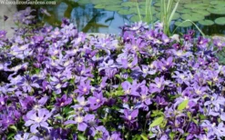 Arabella Clematis - 1 Gallon Pot -Plants Sales Store clematis arabella 12