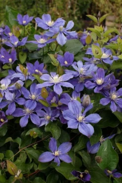 Arabella Clematis - 1 Gallon Pot -Plants Sales Store clematis arabella 3