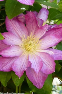 Asao Clematis - 1 Gallon Pot -Plants Sales Store clematis asao 10