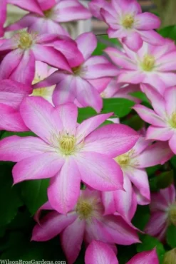 Asao Clematis - 1 Gallon Pot -Plants Sales Store clematis asao 15