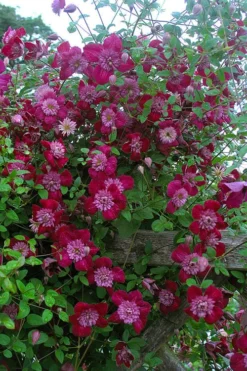 Avant-Garde Clematis - 1 Gallon Pot -Plants Sales Store clematis avant garde 11