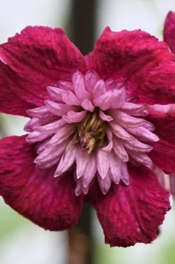 Avant-Garde Clematis - 1 Gallon Pot -Plants Sales Store clematis avant garde 4