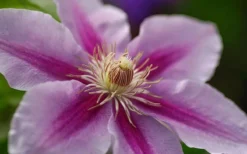 Bees Jubilee Clematis - 1 Gallon Pot -Plants Sales Store clematis bees jubilee 10