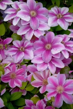 Bees Jubilee Clematis - 1 Gallon Pot -Plants Sales Store clematis bees jubilee 13