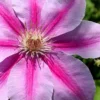 Bees Jubilee Clematis - 1 Gallon Pot