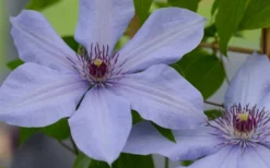 Bernadine Clematis - 1 Gallon Pot -Plants Sales Store clematis bernadine 1