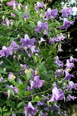 Betty Corning Clematis - 1 Gallon Pot 9 Betty Corning Clematis - 1 Gallon Pot -Plants Sales Store clematis betty corning 2