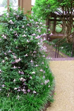 Betty Corning Clematis - 1 Gallon Pot 11 Betty Corning Clematis - 1 Gallon Pot -Plants Sales Store clematis betty corning 6