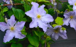 Blue Angel Clematis - 1 Gallon Pot -Plants Sales Store clematis blue angel 5
