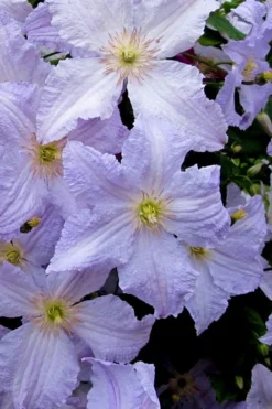 Blue Angel Clematis - 1 Gallon Pot -Plants Sales Store clematis blue angel 6