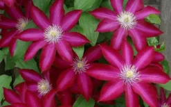 Bourbon Clematis - 1 Gallon Pot -Plants Sales Store clematis bourbon 4