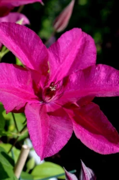 Cardinal Wyszynski Clematis - 1 Gallon Pot -Plants Sales Store clematis cardinal wyszynski 10