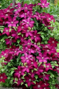 Cardinal Wyszynski Clematis - 1 Gallon Pot -Plants Sales Store clematis cardinal wyszynski 7