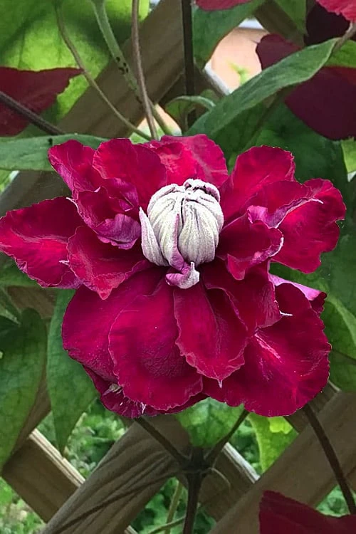 Charmaine Clematis - 1 Gallon Pot 7 Charmaine Clematis - 1 Gallon Pot - Image 7