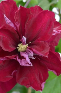 Charmaine Clematis - 1 Gallon Pot 11 Charmaine Clematis - 1 Gallon Pot -Plants Sales Store clematis charmaine 2