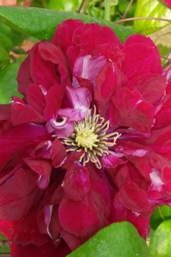 Charmaine Clematis - 1 Gallon Pot 12 Charmaine Clematis - 1 Gallon Pot -Plants Sales Store clematis charmaine 500x750 1
