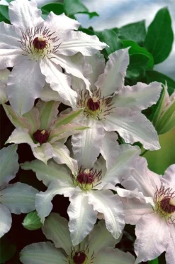 Clair De Lune Clematis - 1 Gallon Pot -Plants Sales Store clematis clair de june 2