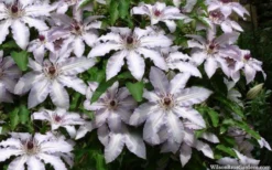 Clair De Lune Clematis - 1 Gallon Pot -Plants Sales Store clematis clair de june 4