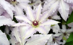 Clair De Lune Clematis - 1 Gallon Pot -Plants Sales Store clematis clair de june 6