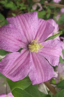 Comtesse De Bouchaud Clematis - 1 Gallon Pot 11 Comtesse De Bouchaud Clematis - 1 Gallon Pot -Plants Sales Store clematis comtesse de bouchaud 2