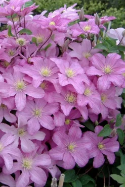 Comtesse De Bouchaud Clematis - 1 Gallon Pot 9 Comtesse De Bouchaud Clematis - 1 Gallon Pot -Plants Sales Store clematis comtesse de bouchaud 3