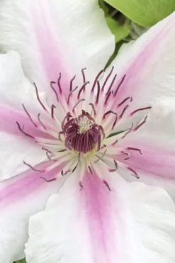 Corinne Clematis - 1 Gallon Pot 11 Corinne Clematis - 1 Gallon Pot -Plants Sales Store clematis corinne 15