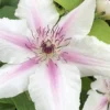 Corinne Clematis - 1 Gallon Pot
