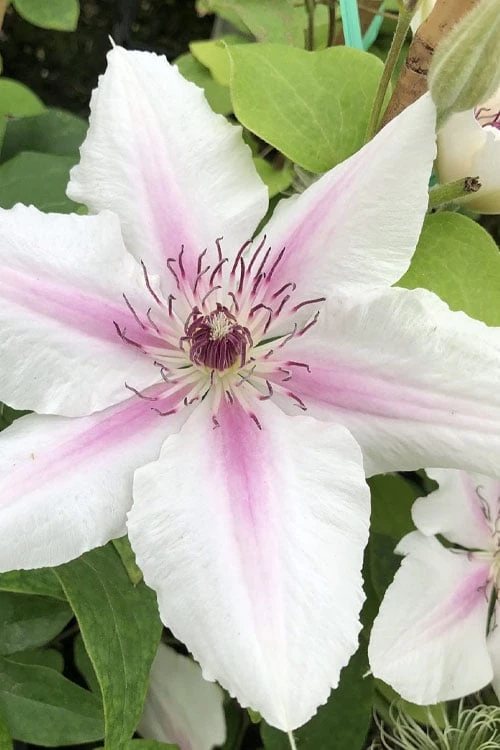 Corinne Clematis - 1 Gallon Pot 1 Corinne Clematis - 1 Gallon Pot