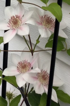 Corinne Clematis - 1 Gallon Pot 14 Corinne Clematis - 1 Gallon Pot -Plants Sales Store clematis corinne 17