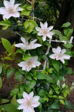 Corinne Clematis - 1 Gallon Pot 15 Corinne Clematis - 1 Gallon Pot -Plants Sales Store clematis corinne 18