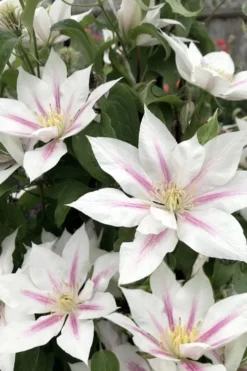 Corinne Clematis - 1 Gallon Pot 12 Corinne Clematis - 1 Gallon Pot -Plants Sales Store clematis corinne 2