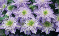 Crystal Fountain Clematis - 1 Gallon Pot -Plants Sales Store clematis crystal fountain 2