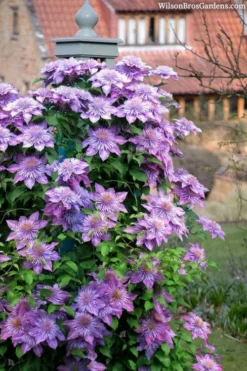 Crystal Fountain Clematis - 1 Gallon Pot -Plants Sales Store clematis crystal fountain 3
