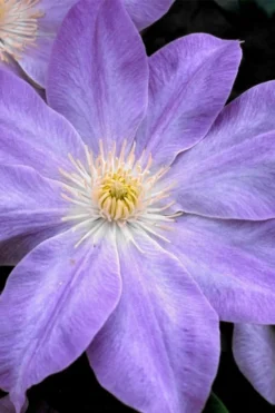 Diana's Delight Clematis - 1 Gallon Pot 10 Diana's Delight Clematis - 1 Gallon Pot -Plants Sales Store clematis dianas delight 1