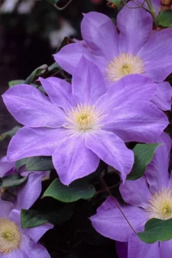 Diana's Delight Clematis - 1 Gallon Pot 11 Diana's Delight Clematis - 1 Gallon Pot -Plants Sales Store clematis dianas delight 2