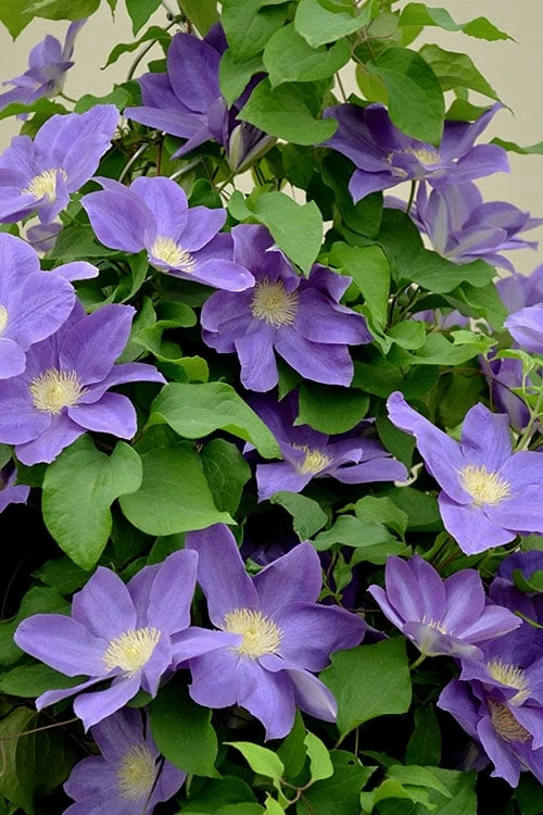 Diana's Delight Clematis - 1 Gallon Pot 4 Diana's Delight Clematis - 1 Gallon Pot - Image 4