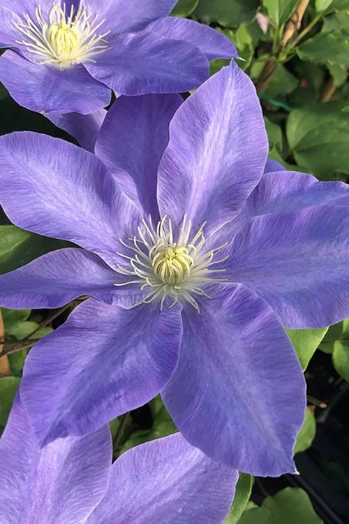 Diana's Delight Clematis - 1 Gallon Pot 1 Diana's Delight Clematis - 1 Gallon Pot