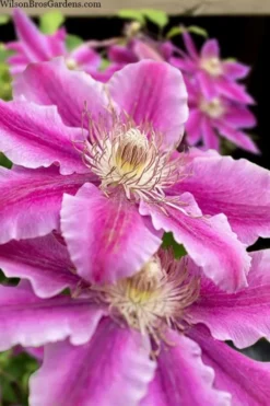 Dr. Ruppel Clematis - 1 Gallon Pot