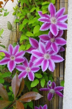 Dr. Ruppel Clematis - 1 Gallon Pot -Plants Sales Store clematis dr ruppel 11