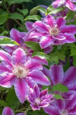 Dr. Ruppel Clematis - 1 Gallon Pot -Plants Sales Store clematis dr ruppel 4