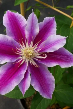Dr. Ruppel Clematis - 1 Gallon Pot -Plants Sales Store clematis dr ruppel 7