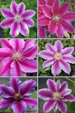Dr. Ruppel Clematis - 1 Gallon Pot -Plants Sales Store clematis dr ruppel 9