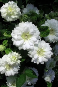 Duchess Of Edinburgh Clematis - 1 Gallon Pot -Plants Sales Store clematis duchess of edinburgh 7