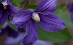 Durandii Clematis - 1 Gallon Pot -Plants Sales Store clematis durandii 12